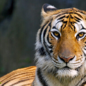 Royal Bengal Tiger