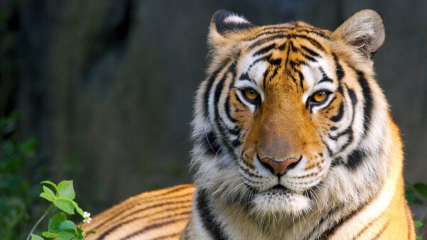 Royal Bengal Tiger